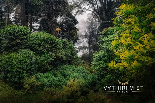 Nature views with Vythiri resort