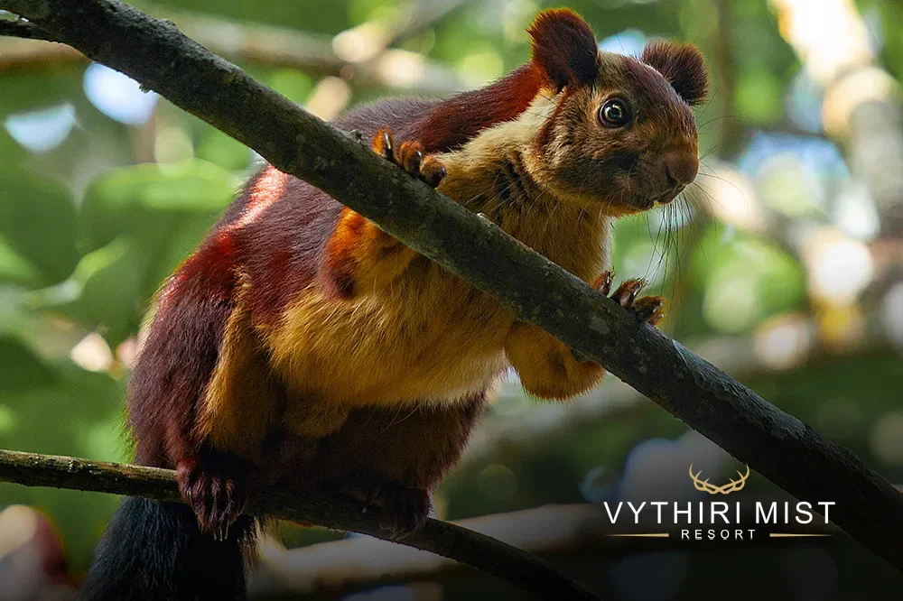experience the beauty of vythiri resort